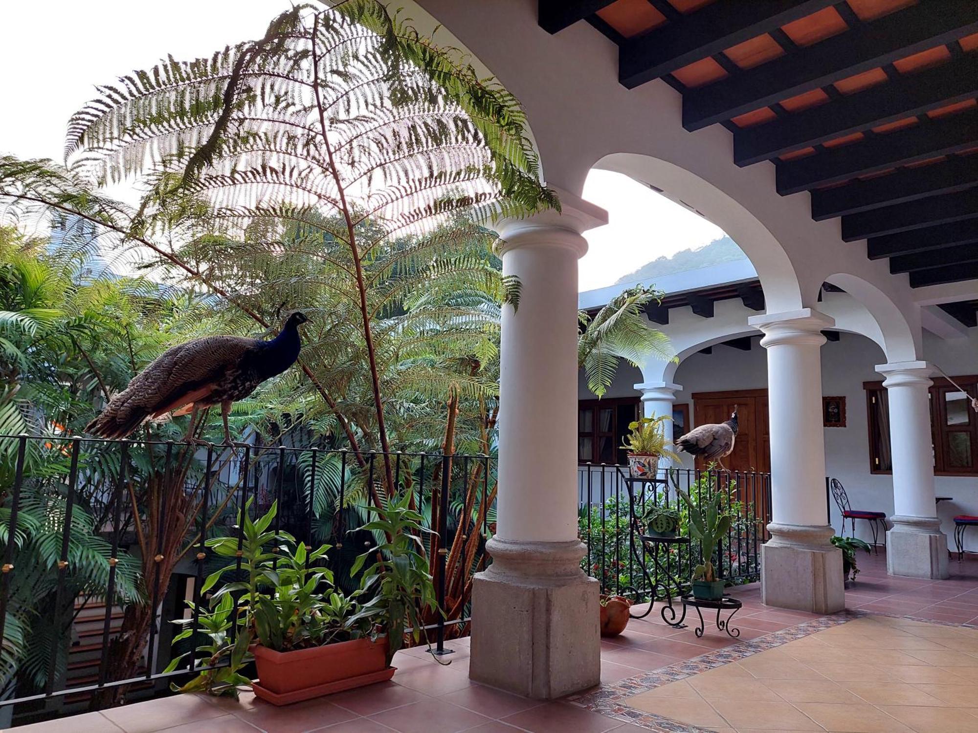Hotel Y Jardines Casa Buho أنتيغوا غواتيمالا المظهر الخارجي الصورة